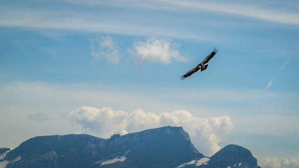 istock Soaring bird over majestic mountain peaks with blue sky, clouds, and peaceful atmosphere in natural landscape 2203494113