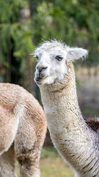 istock Curious llama looking ahead in a rural field with another animal partially visible in the background 2203494206