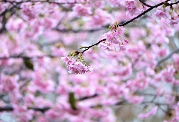 istock Cherry blossoms petals background material. For the Japanese spring gift cards. 2203494988