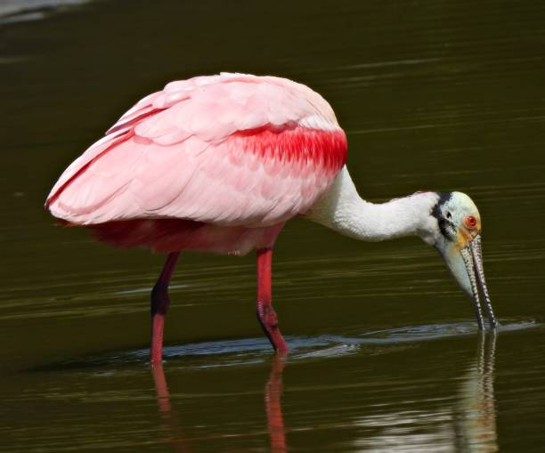 istock Roseate Spoonbill (Platalea ajaja) - foraging   in a lake 2203495100