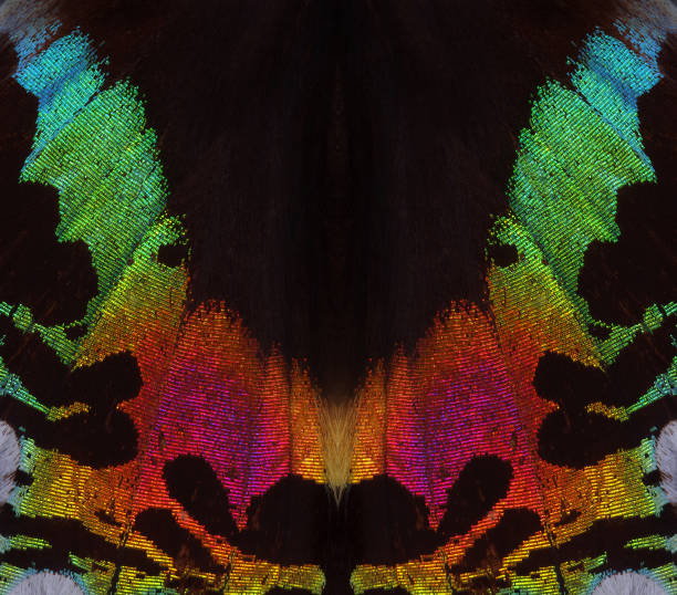 istock colorful wing of a tropical butterfly close-up. abstract pattern butterfly wing texture background. Madagascan sunset moth 2203496033
