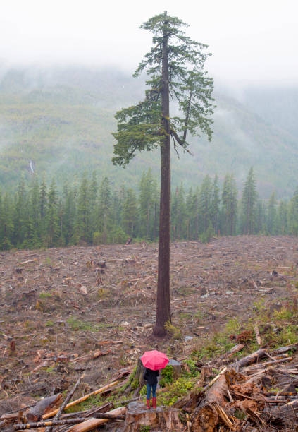 istock Woman with red umbrella in logging area 2203496585