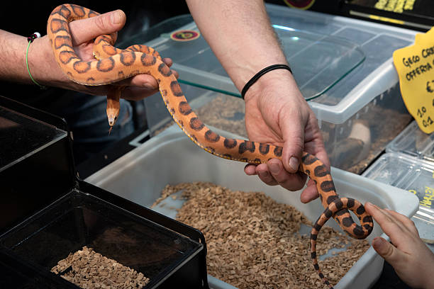 istock The corn snake is increasingly popular as an exotic pet. Animal trade. 2203503435