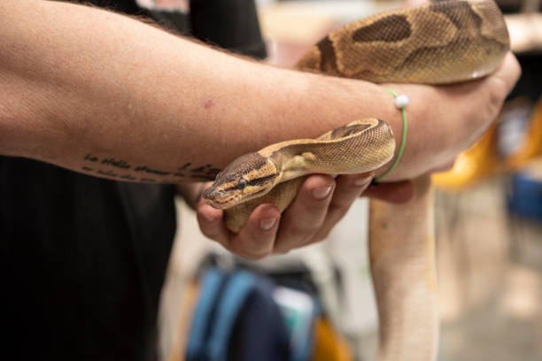 istock Boa constrictor imperator. It is increasingly popular as an exotic pet. 2203506017