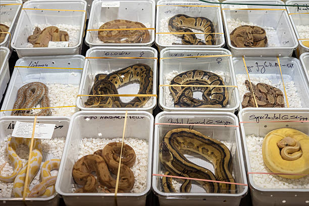 Exotic pets trade. Reptiles for sale displayed in plastic boxes, during a trade fair