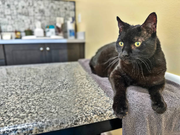 Mature cat waits for veterinarian to come into his exam room for wellness visit