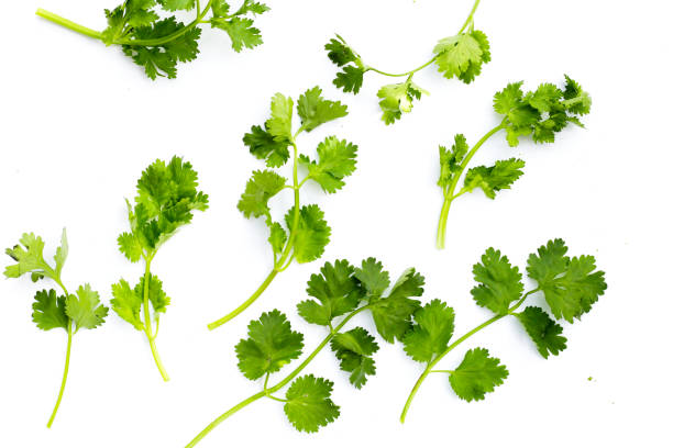 istock Fresh organic coriander, vegetables and herbs 2203509348