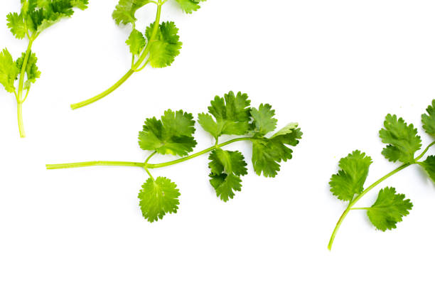 istock Fresh organic coriander, vegetables and herbs 2203509531