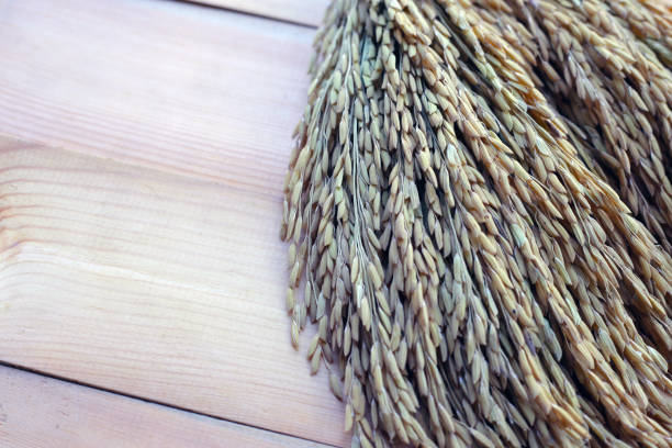 istock Paddy rice seeds, Thai rice seeds 2203510158