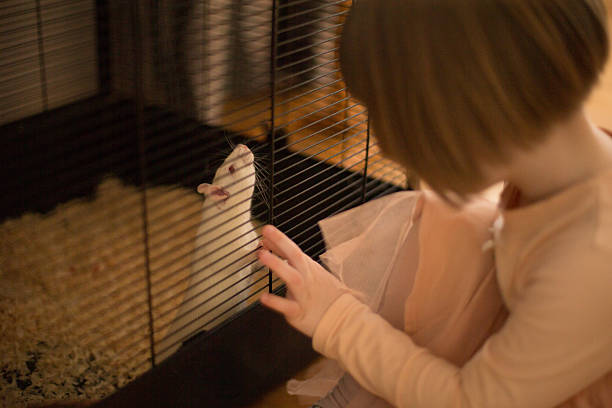 istock A child joyfully interacting with their pet hamster inside its cage at home 2203510346