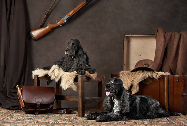 Two black Cocker Spaniels sitting on a vintage setup with luggage and decor. The warm tones and classic elements create a nostalgic atmosphere.