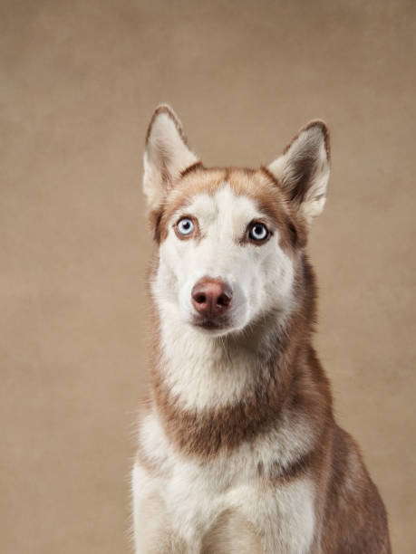 istock Husky with blue eyes close-up 2203510819