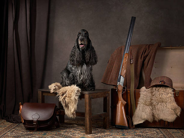 A black cocker spaniel posed with vintage hunting decor, including guns, leather props, and fur. The rustic setup highlights the warm and classic tones of the scene.