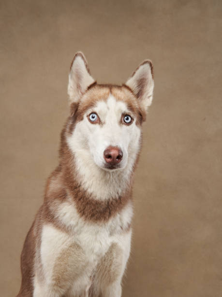 istock Siberian Husky close-up 2203510834