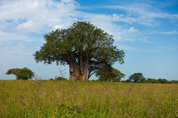 An African Baobab tree, Adansonia digitata, in Tarangire National Park in northern Tanzania, East Africa