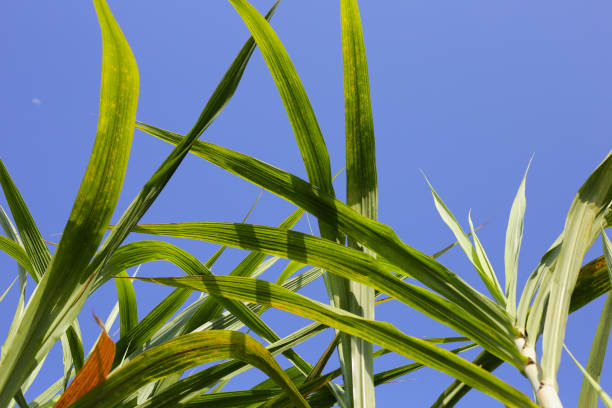 Sugar cane plants, sugar cane field