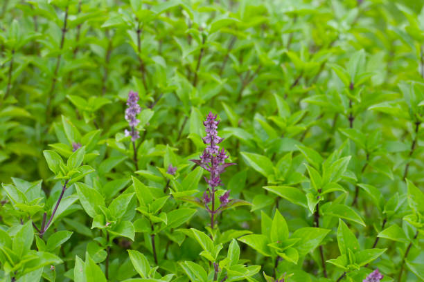 istock Thai sweet basil herb plant 2203514278