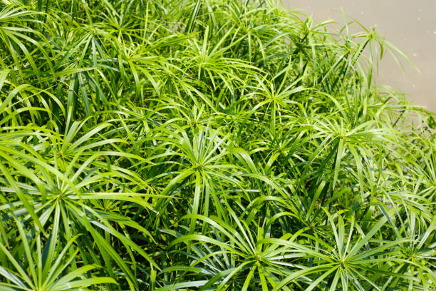 istock Cyperus involucratus plant in pond 2203514883