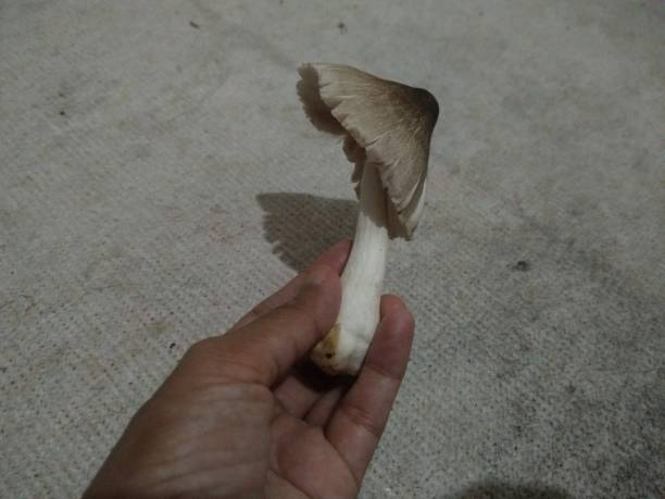 istock Straw mushroom ( Volvariella volvacea ),  Edible mushroom 2203514967
