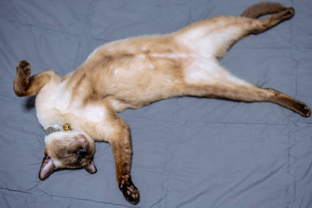 Siamese cat