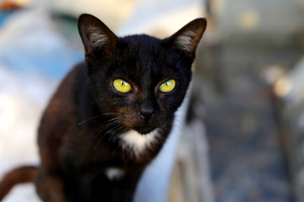 Little black cat, Cute Thai cat