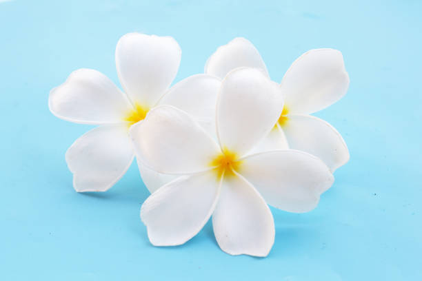 White desert rose flower (Frangipani flower)
