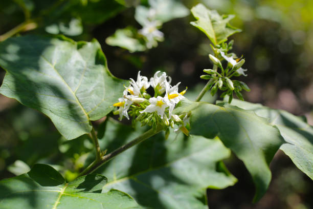 White flower of Thai eggplant, fresh organic vegetables