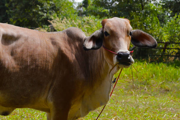 istock Cow on the grass field. 2203516818