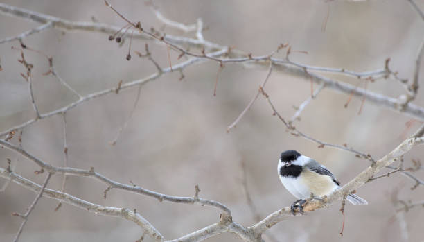 istock Black-capped chickadee sitting on a bare tree branch in winter prospect park brooklyn avian bird wildlife photography new york city urban animal 2203518642