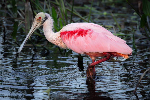 istock Roseate Spoonbill in the Everglades 2203518731