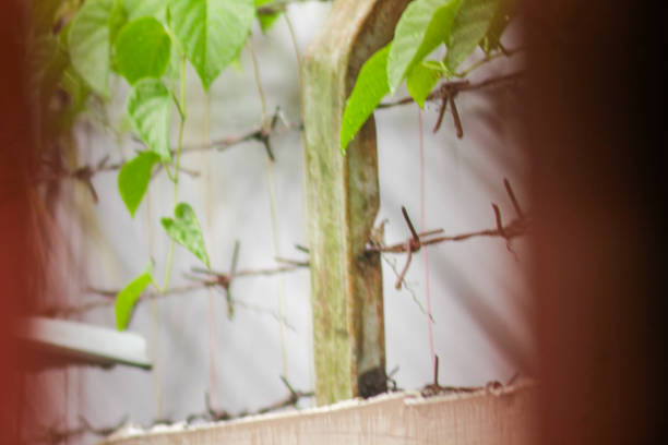 Barbed Wire Fence. Jail or border fence with razor wire  Security concept