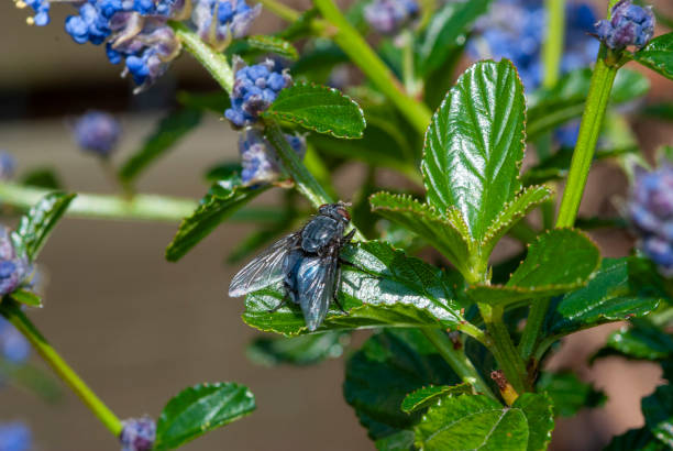 Macro shot depicting a black housefly resting on vibrant blue flowers, illustrating natural interaction of insects with blooming flora, showcasing vivid colors and intricate details