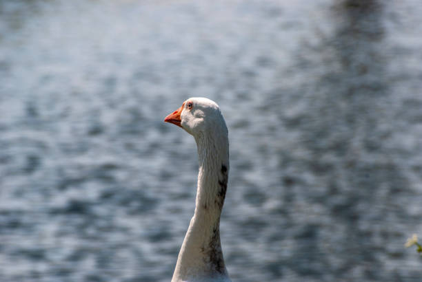 A peaceful goose is captured in a natural outdoor setting near a calm pond