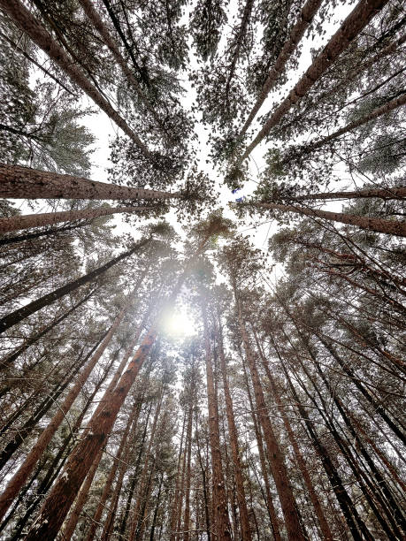 Pine forest trees against the sun and sky, wide angle view in Lanaudiere, Canada