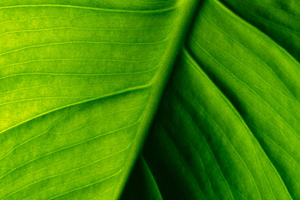 istock Macro Green Leaf, Vein Structure, Vibrant Natural Foliage 2203524973