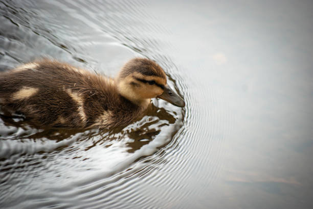 Adorable duckling calmly swimming through a pond, capturing a peaceful and heartwarming wildlife moment in nature.