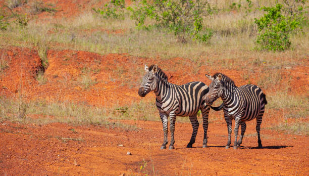 Two zebras standing, Akagera, Rwanda