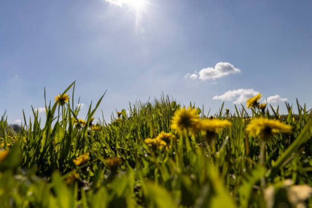 yellow dandelions in the field, a field where dandelions and grass for livestock
