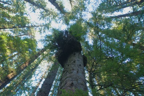 istock View upwards into the tree canopy of a dense pine woodland 2203534361