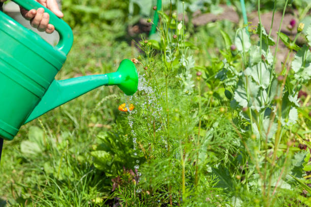 istock Watering Green Plants with a Watering Can on a Garden Plot 2203536063