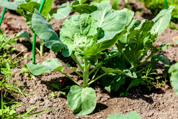 istock Young Head of Cabbage in the Garden Bed 2203536081