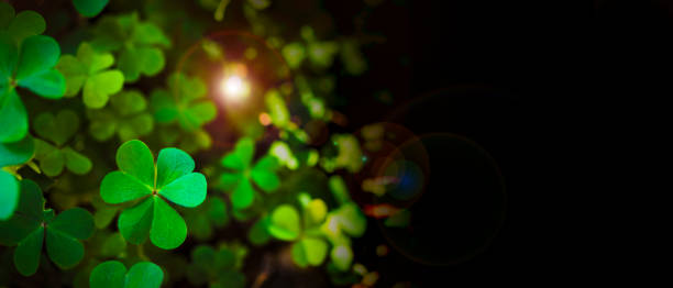 istock Green shamrock natural background. Selective focus on a central leave, Leaf Clover in the Field for St. Patrick's Day holiday symbol 2203536730