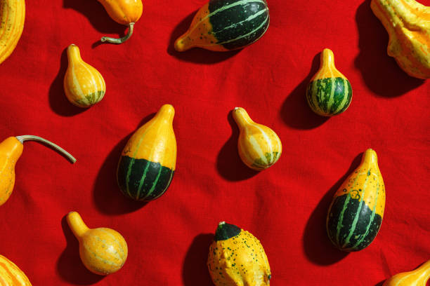 istock Pumpkins pattern, decorative diverse pumpkin, squash, patisson on red cloth background top view. Autumn, fall, halloween holiday concept. Minimal autumnal flat lay with sunlight shadows. 2203537107