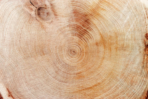 istock Slice of wood timber with juniper tree rings as natural geometric pattern, abstract nature background. Natural wooden organic textures and shapes, monochrome brown beige gradient color, earthy color 2203537114