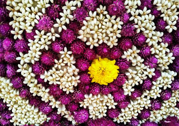 EX high angle CU sun-kissed blooming purple water lily