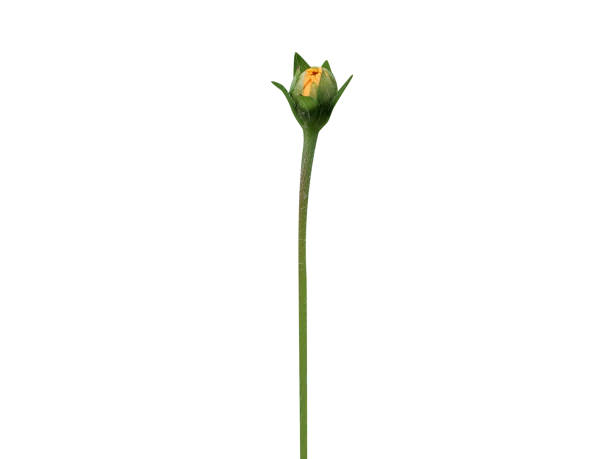 istock Sphagneticola calendulacea or pitabhringa flower 2203540100