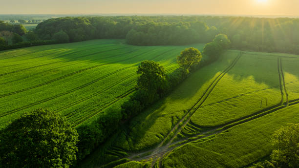 istock Aerial View of Lush Green Fields at Sunrise 2203543222