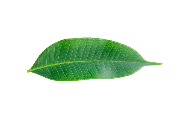 Green leaves isolated on white with clipping path