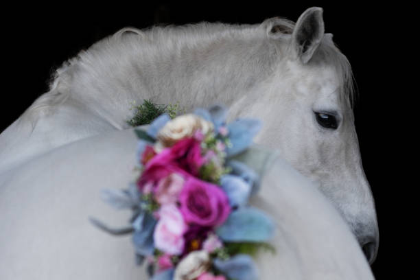 A delicate and artistic portrait of a white horse, elegantly turning its head, with a beautifully arranged floral decoration adorning its mane. The soft pastel hues of pink, gold, and blue contrast harmoniously with the horse’s light coat, creating a dreamy and refined composition. The blurred floral foreground adds depth to the image, while the dark background highlights the horse’s gentle expression and fine details. This captivating equine portrait is perfect for themes of elegance, nature, and artistic photography.