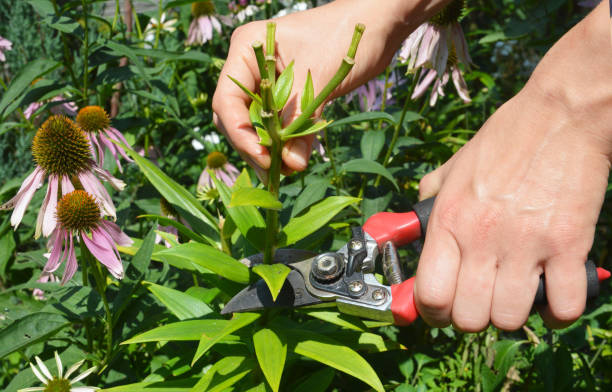 istock Gardener deadheading a lily plant. 2203544128